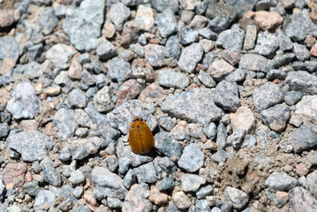 Fer Mount Kosciuszko  