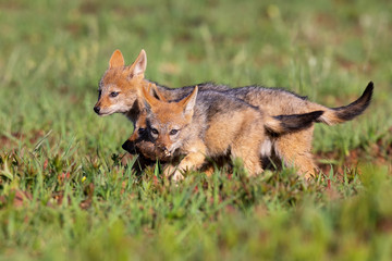 Two Black Backed Jackal puppies play in short green grass to develop skills
