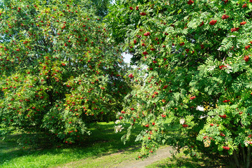 Berries of rowanberry on tree in garden