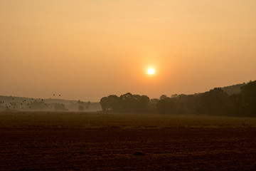 Fototapeta premium Indian jungle in dawn