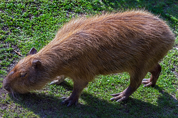 Capybara on the lawn. The biggest modern rodent. Latin name - Hydrochoerus hydrochaeris