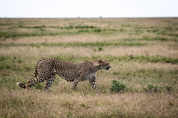 cheetah in grass