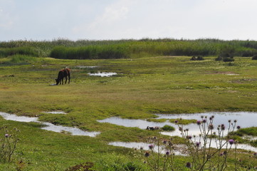 The beautiful Animal Cow in the natural environment