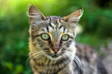 Stunning village cat on a green summer background with green eyes and fluffy hair
