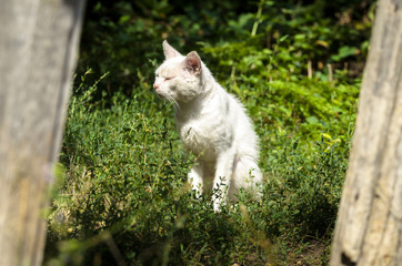 Naklejka na ściany i meble Old white cat in the village