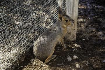 Prairie Dog