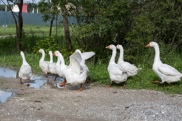 Domestic geese graze on a traditional rustic goose farm. Pets