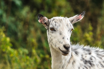 White goat in a black dot in the field close up