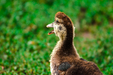 Portrait of an adult duck