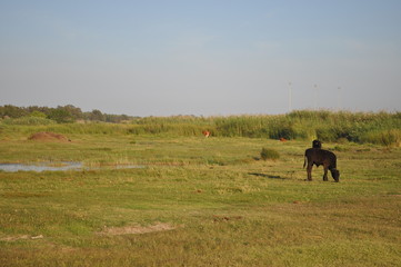 The beautiful Animal Cow in the natural environment