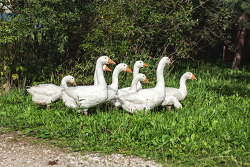 Domestic geese graze on a traditional rustic goose farm. Pets