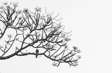 beautiful tree branch isolated on pale white background - monochrome