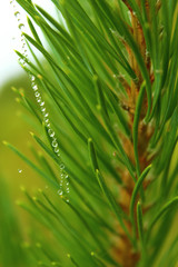 Fototapeta na wymiar dew drops on a coniferous tree