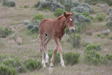 Cute Wild Horse Foal in the Utah Desert