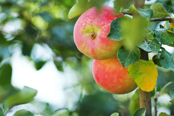 Tasty beautiful red apples on apple tree