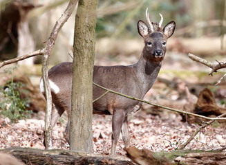 Male Roe Deer