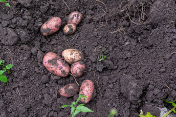 Fresh harvest of organic potatoes, garden harvesting