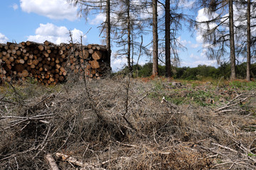 Vertrocknete Bäume und Holzstapel mit abgeholzten Bäumen - Stockfoto
