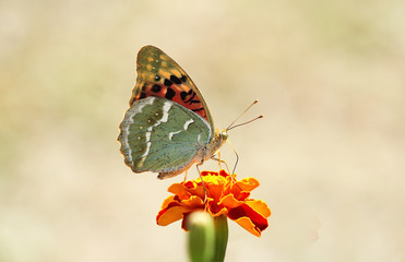 Beautiful butterfly on a flower, nature, garden flowers