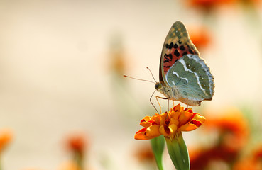 Beautiful butterfly on a flower, nature, garden flowers
