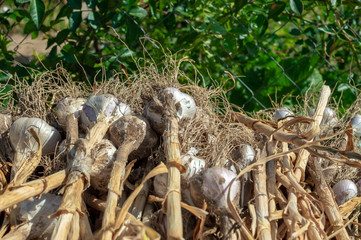 Garlic dried on a table outdoors. Organic product widely used in different nation kitchen and medicine. Selective focus.