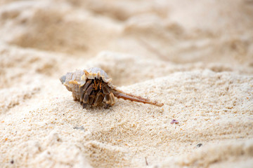 Hermit crab (Pagurus bernhardus) walking with his shell