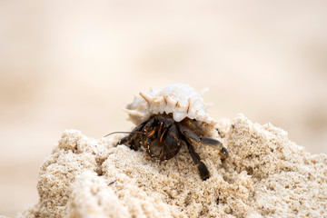 Hermit crab (Pagurus bernhardus) walking with his shell