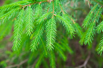 Green prickly branches of a fur-tree or pine