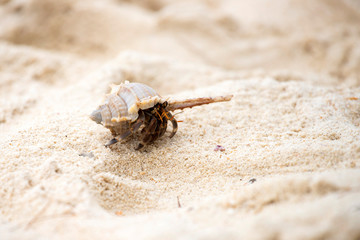 Hermit crab (Pagurus bernhardus) walking with his shell
