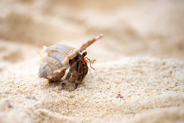 Hermit crab (Pagurus bernhardus) walking with his shell