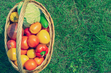 Fresh vegetables in a basket consisting of: pepper, tomatoes, cucumbers, cabbage. Top view on the grass