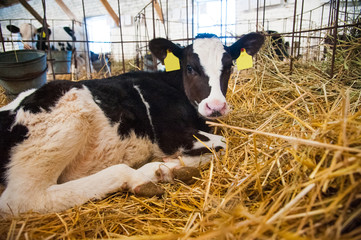 Calf in the cowshed