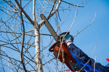 Tree felling with a large chainsaw