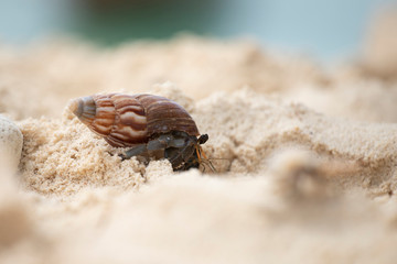 Hermit crab (Pagurus bernhardus) walking with his shell