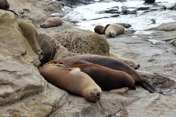 Sea Lions at La Jolla Cove San Diego