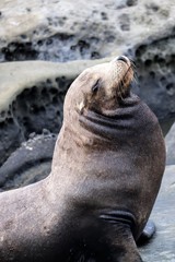 Naklejka premium Sea Lions at La Jolla Cove San Diego