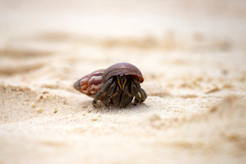 Hermit crab (Pagurus bernhardus) walking with his shell