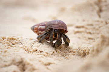 Hermit crab (Pagurus bernhardus) walking with his shell