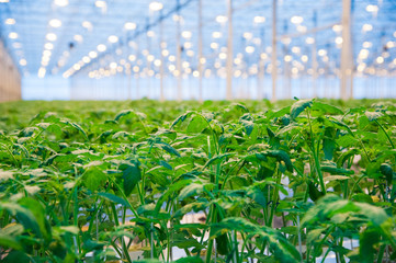Rows of tomato plants growing inside big industrial greenhouse