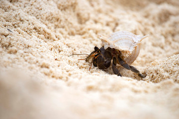 Hermit crab (Pagurus bernhardus) walking with his shell