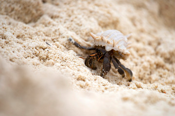 Hermit crab (Pagurus bernhardus) walking with his shell