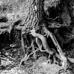 Black and white root