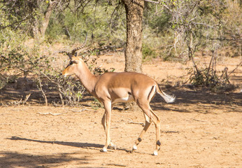 Impala In a Game Park