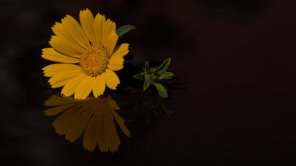 Dukatenblume im Wasser