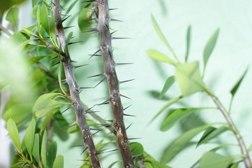 Spiky flowers at home in a pot on a white wall