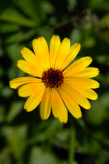 Close-up of a yellow english marigold (Calendula officinalis) on green background