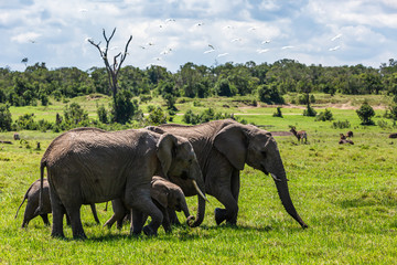 Elephants landscape