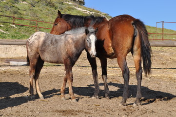 The beautiful Animal Horse in the natural environment (farm)