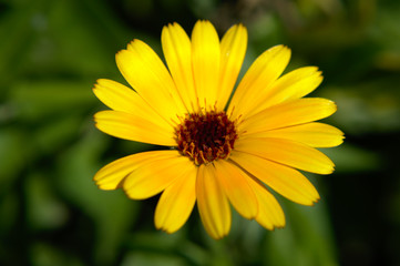 Close-up of a yellow english marigold (Calendula officinalis) on green background
