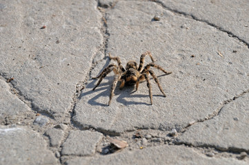 Spider night wolf on a background of stones and sand. An example of masking a spider in nature.